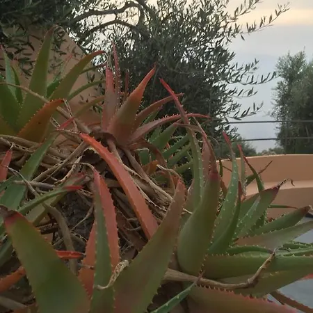 Maison D'olive Dom wakacyjny Imperia